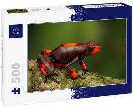 Lais Puzzle - Frosch Oophaga histrionica, Kolumbien - 500 Teile