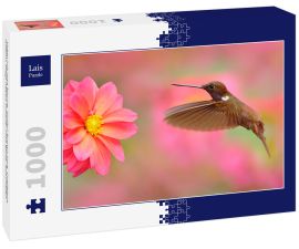 Lais Puzzle - Vogel mit rosa Blume. Kolibri Brown Inca, Coeligena wilsoni, fliegt neben schöner rosa Blüte, Kolumbien - 1.000 Teile