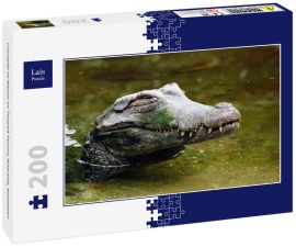Lais Puzzle - Cocodrile im Wasser im Tierpark Pereira, Risaralda, Kolumbien - 200 Teile