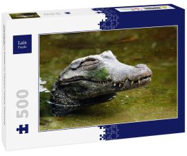 Lais Puzzle - Cocodrile im Wasser im Tierpark Pereira, Risaralda, Kolumbien - 500 Teile
