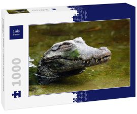 Lais Puzzle - Cocodrile im Wasser im Tierpark Pereira, Risaralda, Kolumbien - 1.000 Teile