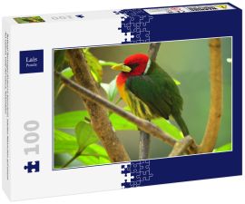 Lais Puzzle - Rotkopf-Bartvogel (Eubucco bourcierii), adultes Männchen auf einem Ast sitzend. Valle del Cauca, Kolumbien - 100 Teile