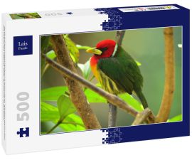 Lais Puzzle - Rotkopf-Bartvogel (Eubucco bourcierii), adultes Männchen auf einem Ast sitzend. Valle del Cauca, Kolumbien - 500 Teile