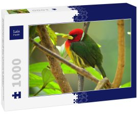 Lais Puzzle - Rotkopf-Bartvogel (Eubucco bourcierii), adultes Männchen auf einem Ast sitzend. Valle del Cauca, Kolumbien - 1.000 Teile