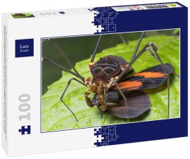 Lais Puzzle - Großer Harvesman oder Phalangid beim Fressen eines Schmetterlings im montanen Regenwald bei Nacht in der Cordillera del Condor, Ecuador - 100 Teile