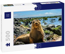 Lais Puzzle - Pelzrobbe am Strand von Mann, Ecuador - 500 Teile