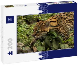 Lais Puzzle - Jaguar in einem Zoo, Ecuador - 200 Teile