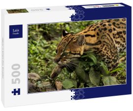 Lais Puzzle - Jaguar in einem Zoo, Ecuador - 500 Teile