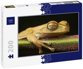 Lais Puzzle - Gunther's gebänderter Laubfrosch (Hypsiboas fasciatus), Ecuador - 200 Teile