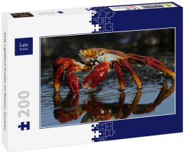 Lais Puzzle - Sally Lightfoot Krabbe im Wasser, Ecuador - 200 Teile