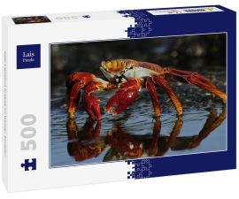 Lais Puzzle - Sally Lightfoot Krabbe im Wasser, Ecuador - 500 Teile
