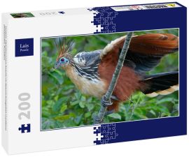 Lais Puzzle - Hoatzin (Opisthocomus hoazin) im Naturschutzgebiet Cuyabeno (Amazonien, Ecuador) - 200 Teile