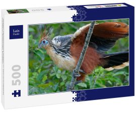 Lais Puzzle - Hoatzin (Opisthocomus hoazin) im Naturschutzgebiet Cuyabeno (Amazonien, Ecuador) - 500 Teile