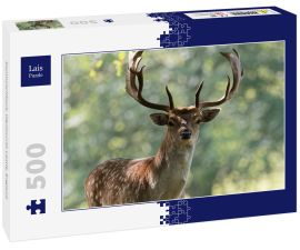 Lais Puzzle - Damhirschbock, Wentworth Castle, England - 500 Teile