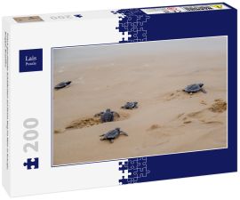Lais Puzzle - Frisch geschlüpfte Schildkröten auf ihrem Weg ins Meer in Aracaju, Sergipe, Brasilien - 200 Teile