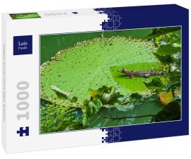 Lais Puzzle - Alligator auf der Vitoria Regia, Brasilien - 1.000 Teile