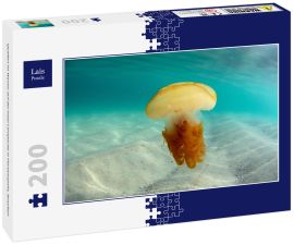 Lais Puzzle - Quallen im Wasser auf der Insel Campeche in Florianopolis, Brasilien - 200 Teile