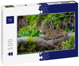 Lais Puzzle - Prächtiger Jaguar, der sich auf einem Baumstamm am Flussufer ausruht, Blick in die Kamera, Pantanal Wetlands, Mato Grosso, Brasilien - 100 Teile