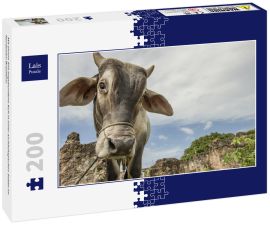 Lais Puzzle - Mit einem Seil angebundene Kuh in einer archäologischen Stätte im Nordosten Brasiliens - 200 Teile