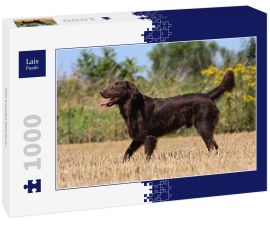 Lais Puzzle - Flat Coated Retriever - 1.000 Teile