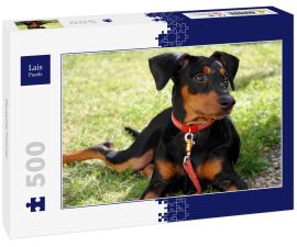 Lais Puzzle - Deutscher Pinscher - 500 Teile