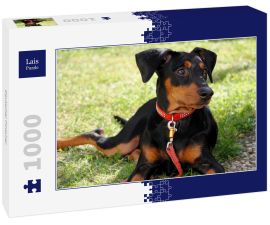 Lais Puzzle - Deutscher Pinscher - 1.000 Teile