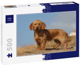 Lais Puzzle - Basset Fauve de Bretagne - 500 Teile