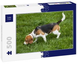 Lais Puzzle - American Foxhound - 500 Teile