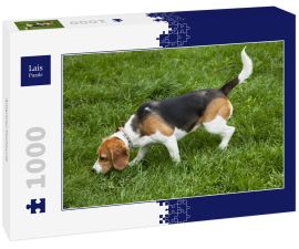 Lais Puzzle - American Foxhound - 1.000 Teile