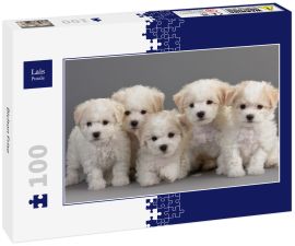 Lais Puzzle - Bichon Frise - 100 Teile