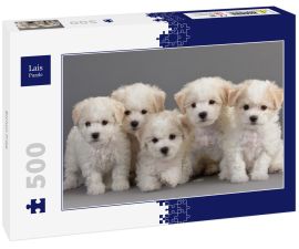 Lais Puzzle - Bichon Frise - 500 Teile