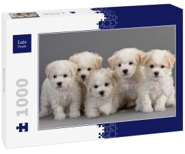 Lais Puzzle - Bichon Frise - 1.000 Teile