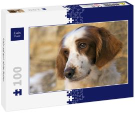 Lais Puzzle - Irish red and white Setter - 100 Teile