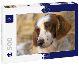 Lais Puzzle - Irish red and white Setter - 500 Teile