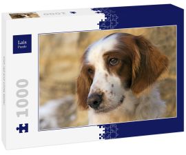 Lais Puzzle - Irish red and white Setter - 1.000 Teile