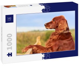 Lais Puzzle - Irischer Red Setter - 1.000 Teile