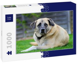 Lais Puzzle - Kangal - 1.000 Teile