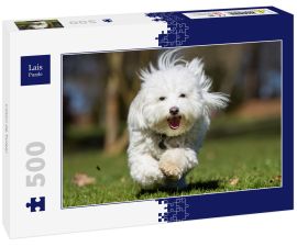 Lais Puzzle - Coton de Tulear - 500 Teile