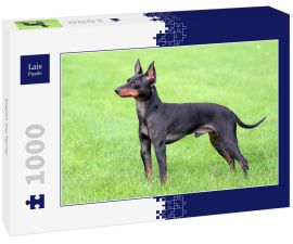 Lais Puzzle - English Toy Terrier - 1.000 Teile