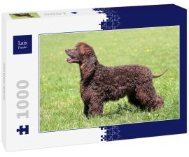 Lais Puzzle - Irish Water Spaniel - 1.000 Teile