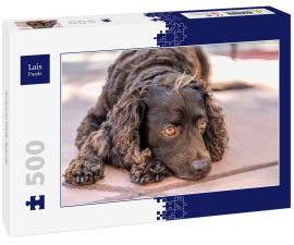 Lais Puzzle - American Water Spaniel - 500 Teile