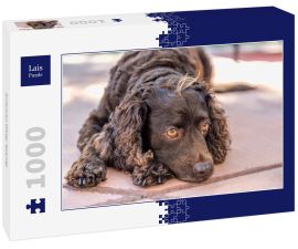 Lais Puzzle - American Water Spaniel - 1.000 Teile