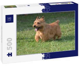 Lais Puzzle - Glen of Imaal Terrier - 500 Teile