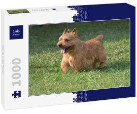 Lais Puzzle - Glen of Imaal Terrier - 1.000 Teile