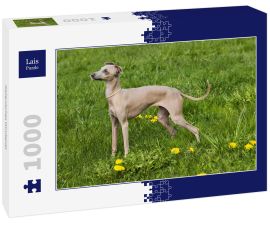 Lais Puzzle - Italienisches Windspiel - 1.000 Teile