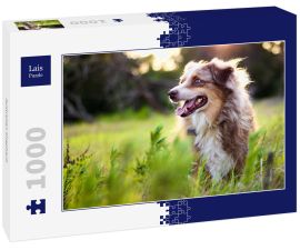 Lais Puzzle - Australian Shepherd - 1.000 Teile