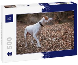 Lais Puzzle - Istrianer Kurzhaarige Bracke - 500 Teile