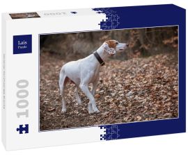 Lais Puzzle - Istrianer Kurzhaarige Bracke - 1.000 Teile