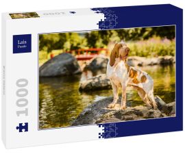 Lais Puzzle - Bracco Italiano - 1.000 Teile