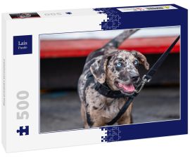 Lais Puzzle - Catahoula Leopard Dog - 500 Teile